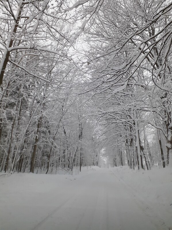 Camino nevado en un bosque.