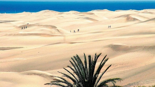 A desert landscape with sand dunes and a palm tree in the foreground. - Tranquil Chalet in Salobre, Gran Canaria (San Bartolomé de Tirajana)