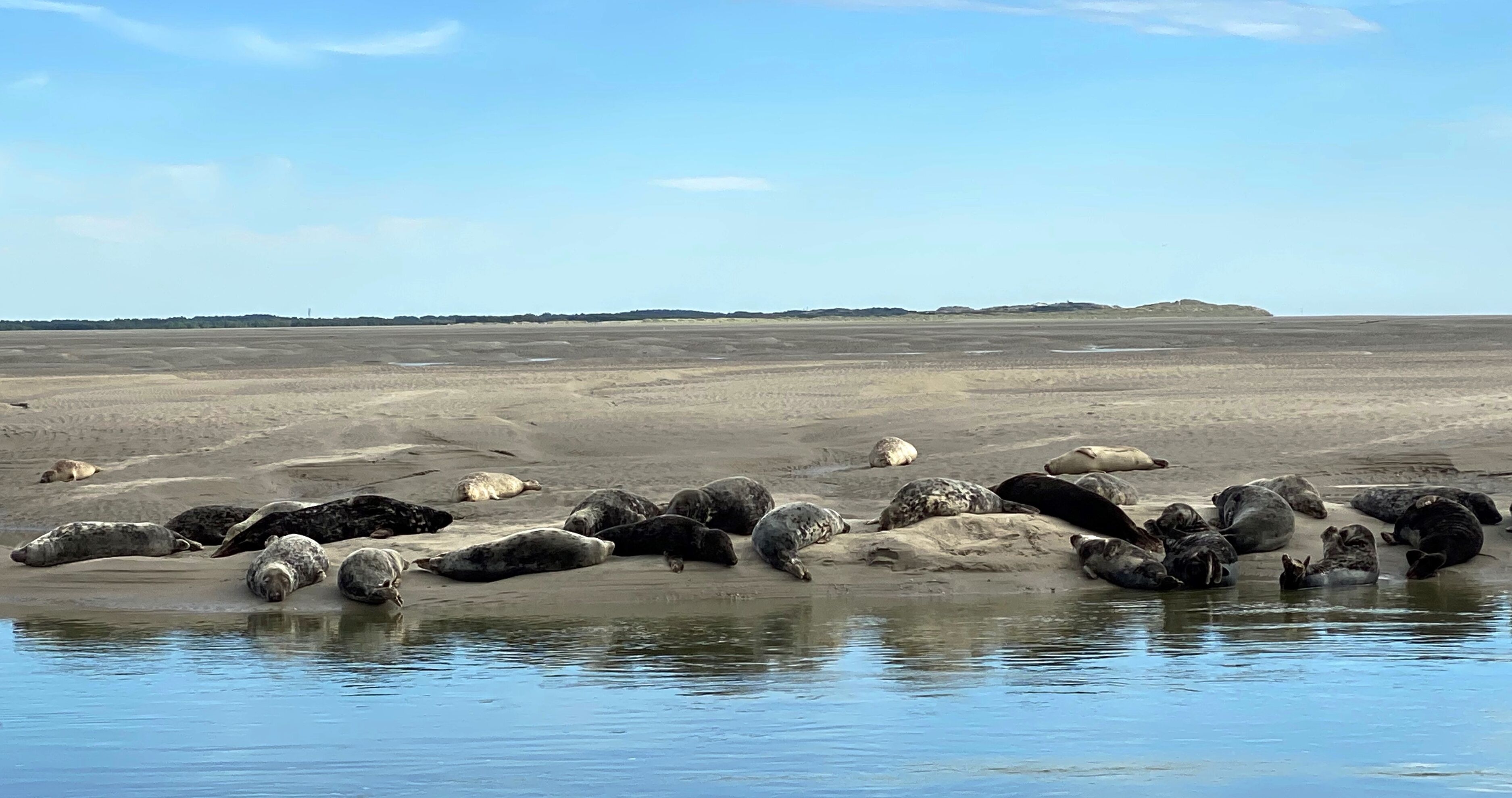 Una playa con numerosos lobos marinos descansando sobre la arena y en el agua.