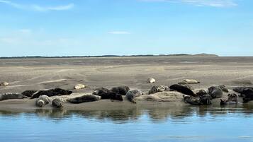 Una playa con numerosos lobos marinos descansando sobre la arena y en el agua.