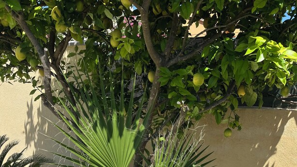 A garden with a palm tree, white pebbles, and a wooden deck.