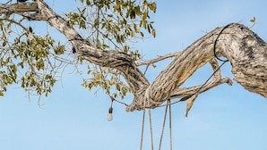 A wooden swing hanging from a tree branch over a clear turquoise sea. - Fragata Island (Rosario Islands)