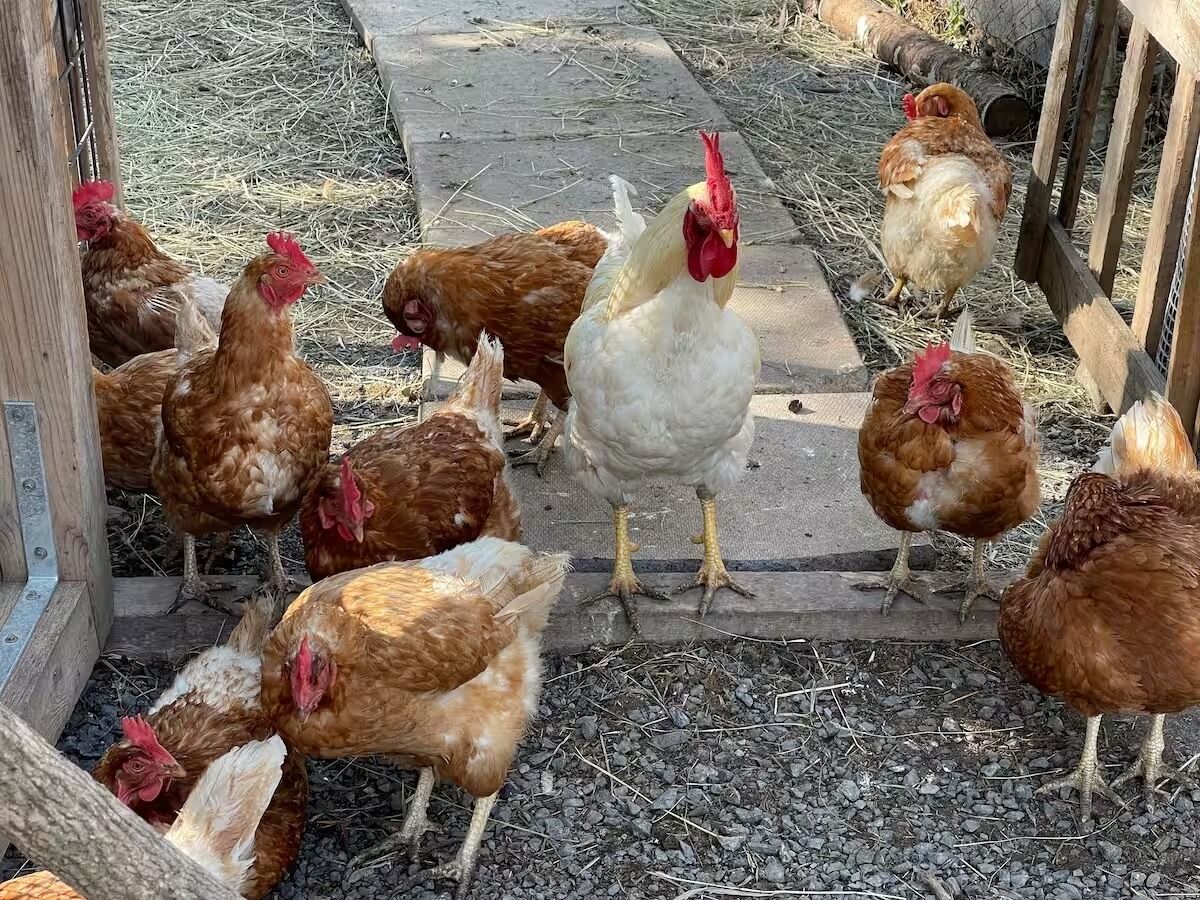 A group of chickens in a coop with a concrete floor and wooden fencing.