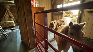 A stable interior with wooden walls, a metal gate, and hay bales in the background.