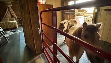 A stable interior with wooden walls, a metal gate, and hay bales in the background.