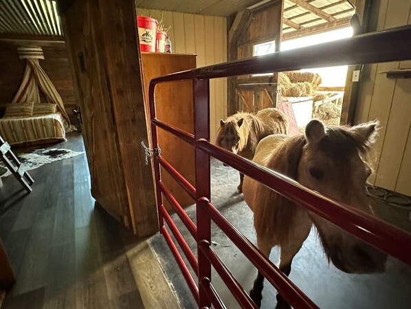 Interior - The Stable- at Donkeytown, barndominium on a 40 acre guest ranch (Heltonville)