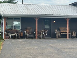 Exterior - The Stable- at Donkeytown, barndominium on a 40 acre guest ranch (Heltonville)