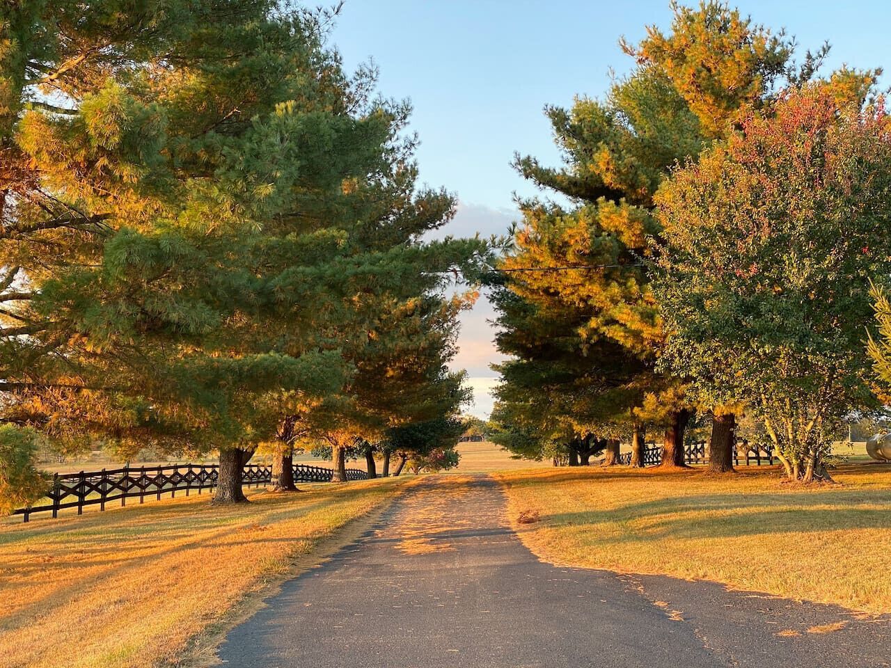 Un chemin pavé bordé d’arbres et d’une clôture en bois.