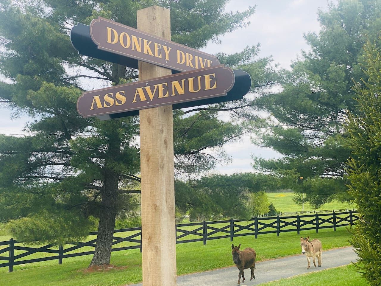 A wooden signpost with 'Donkey Drive' and 'Ass Avenue' written on it, with a fence and trees in the background.