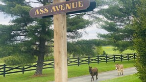 A wooden signpost with 'Donkey Drive' and 'Ass Avenue' written on it, with a fence and trees in the background.