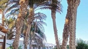 A courtyard with palm trees, a patterned floor, and potted plants.