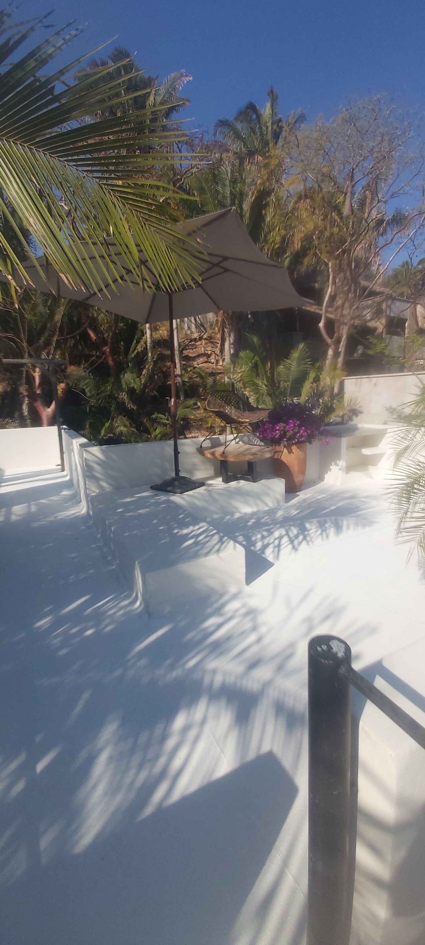 A rooftop garden with a palm tree, a pergola, and potted plants.