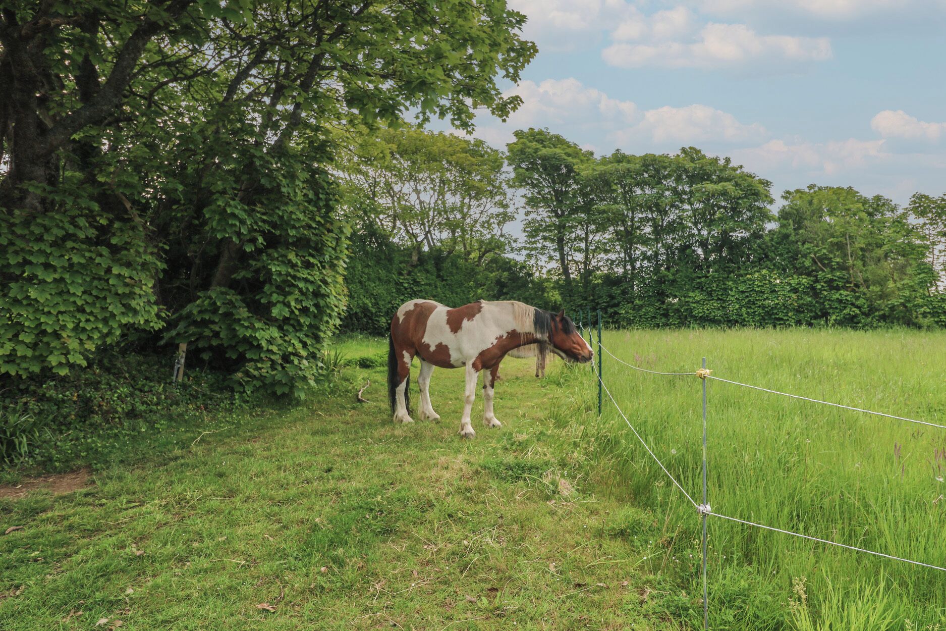 Un cheval broute dans un champ herbeux, avec une clôture et des arbres en arrière-plan.