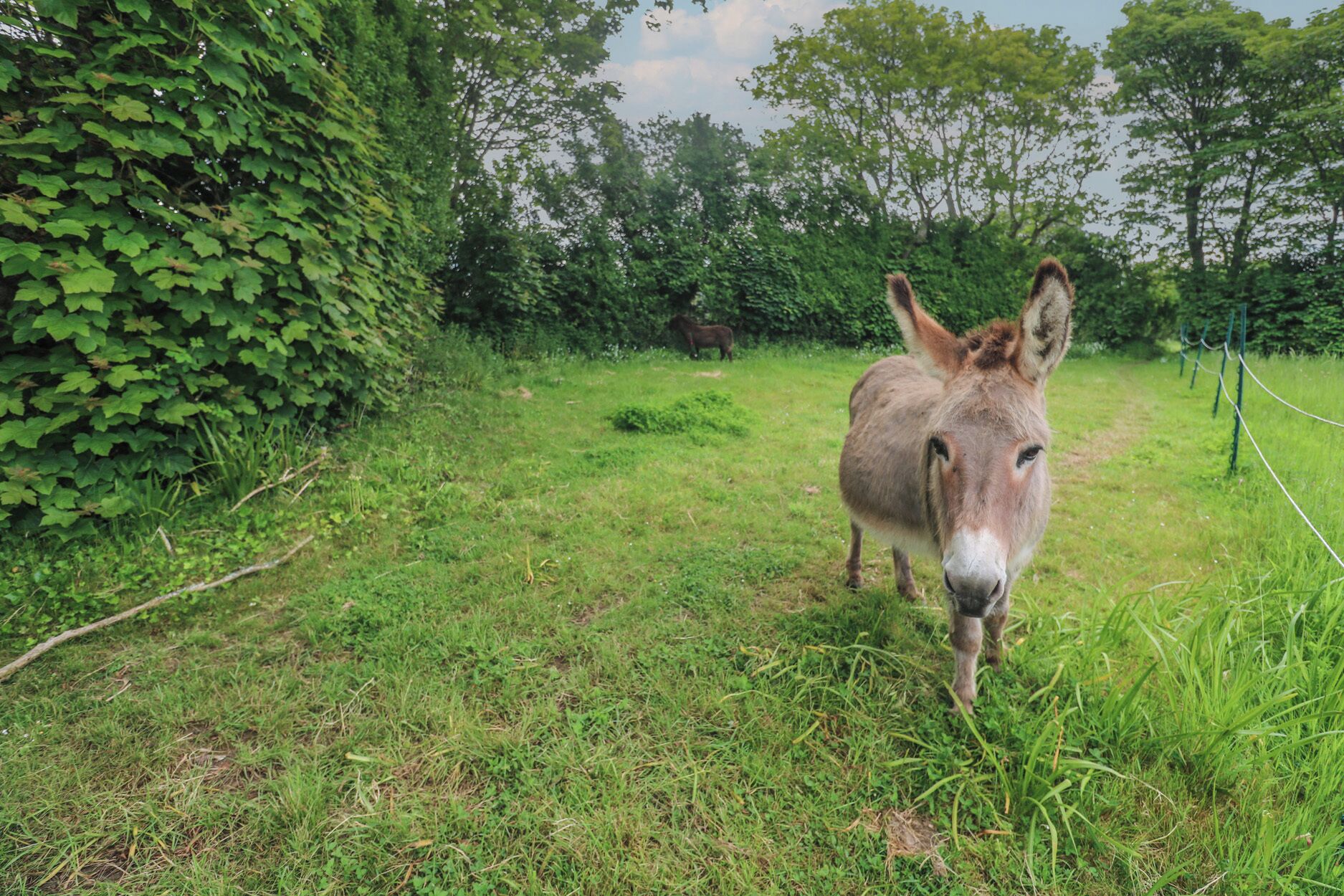 Een ezel in een grasveld, met weelderige begroeiing en bomen op de achtergrond.