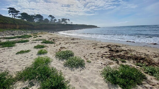 A beach with sand, seaweed, and trees under a partly cloudy sky. - Exceptional House for Rent in Finistère between Wild Beaches and Modern Comfort (Landunvez)