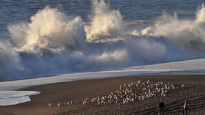Une plage où les vagues déferlent sur le rivage et où un groupe d’oiseaux se trouve sur le sable.