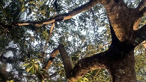 A large tree with a thick trunk and dense foliage in a residential area. - Mi Casita del Bosque - El Higo Ideal lodging to disconnect. (Cochea)