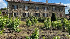 A stone building with multiple windows and a vineyard in the foreground.