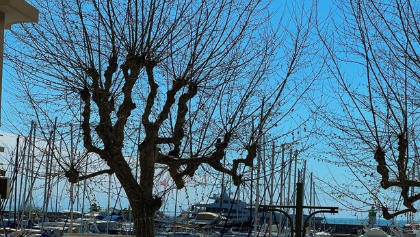 Ein Yachthafen mit vertäuten Booten, ein Baum im Vordergrund und ein klarer, blauer Himmel.