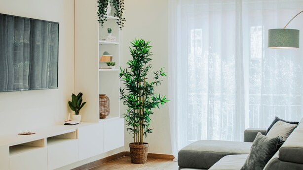 A modern living room with a large flat-screen TV, a grey sofa, a potted bamboo plant, and a bookshelf.