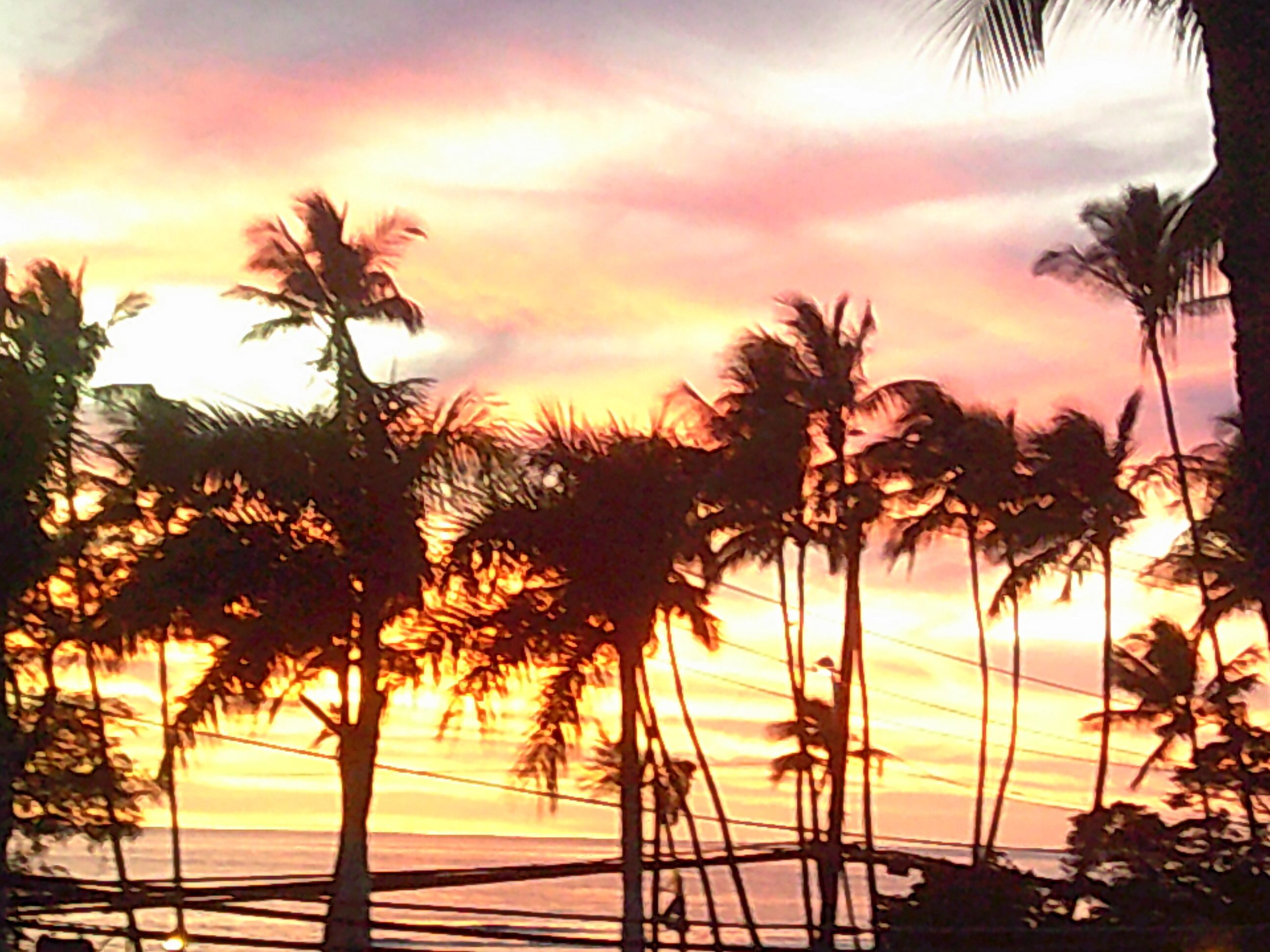 A sunset view with palm trees silhouetted against the sky.
