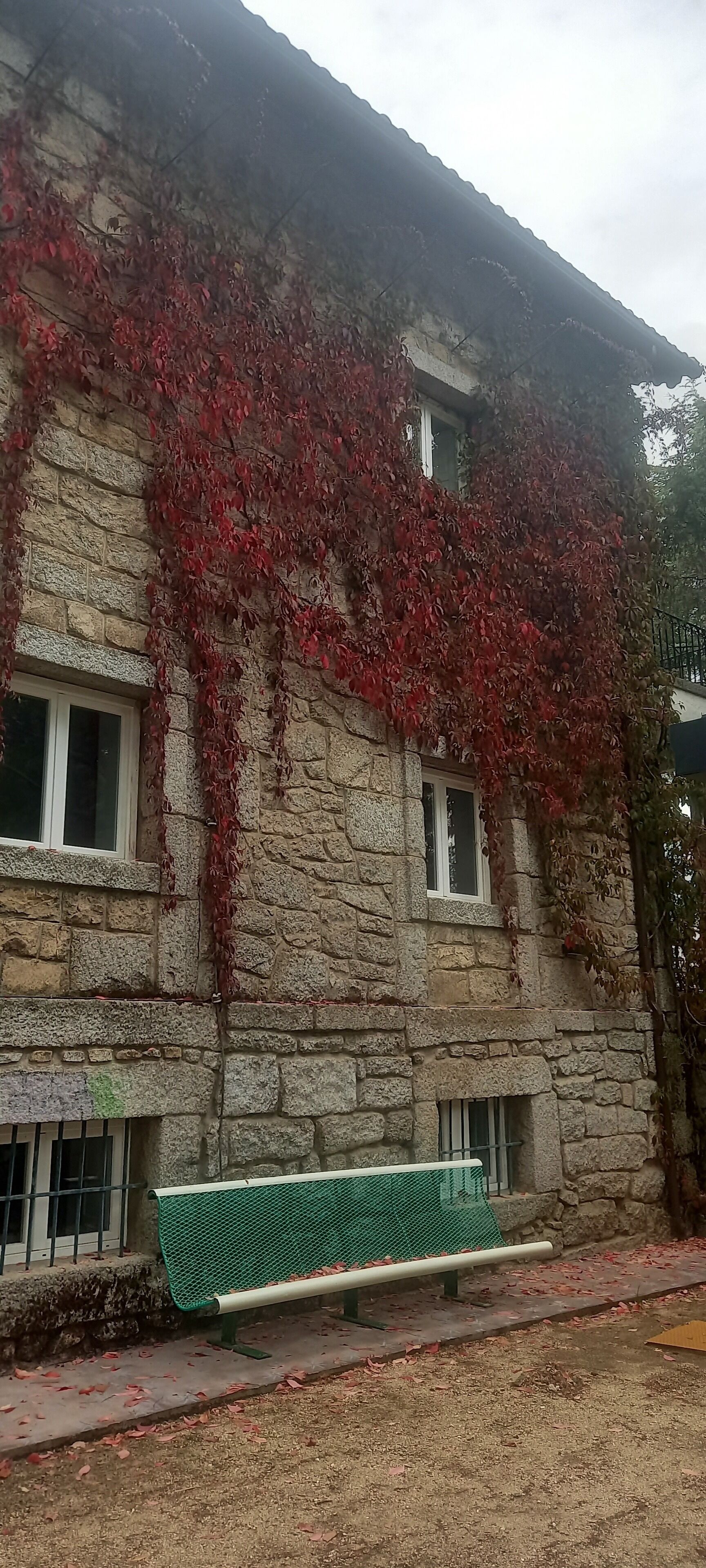 A stone building with red ivy covering the walls, a green bench, and a paved area with scattered leaves.
