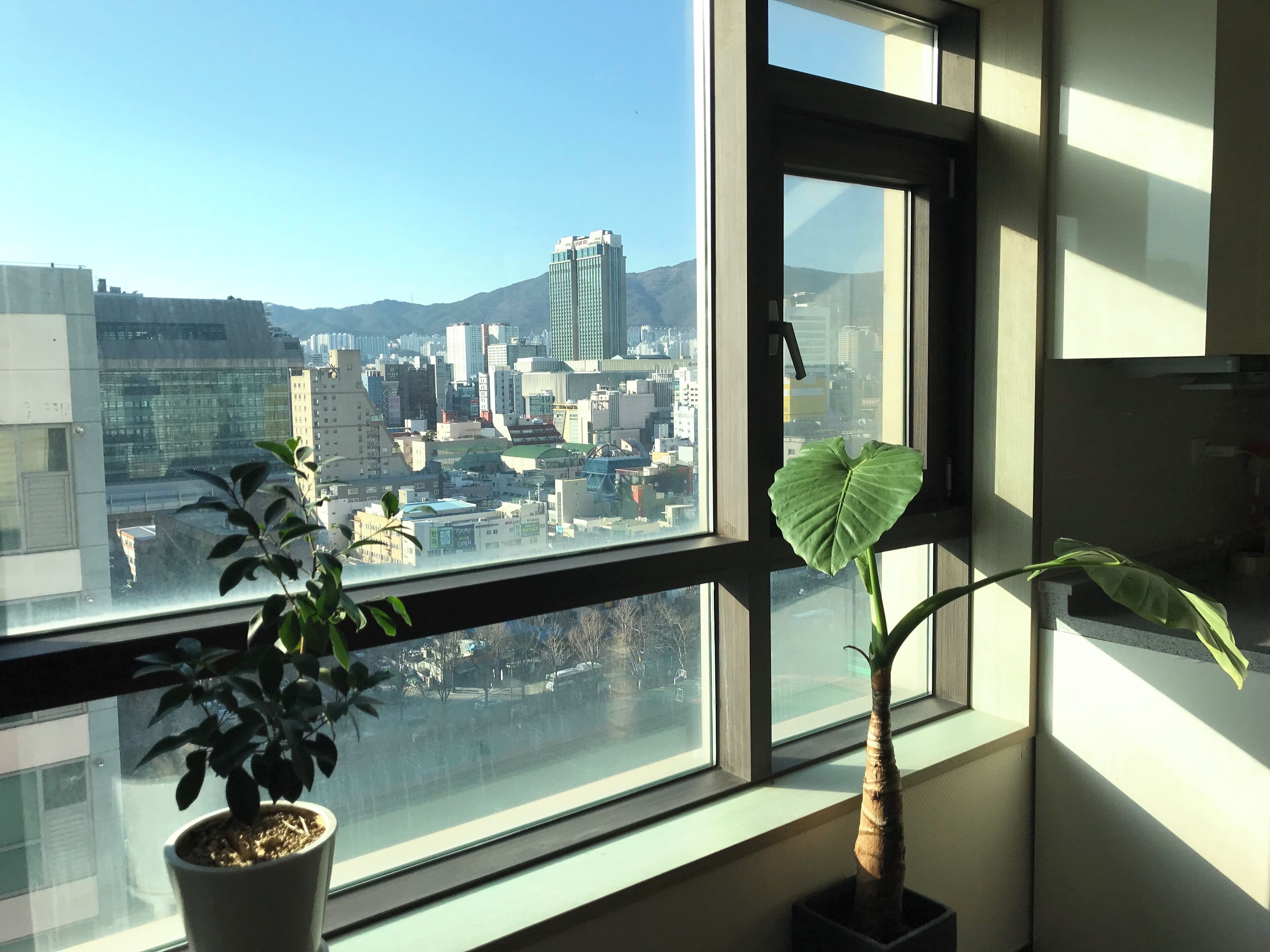 A cityscape through a window with a potted plant and a small tree.