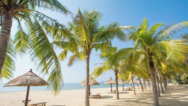 A beach with palm trees, thatched umbrellas, and wooden lounge chairs. - Fuwan Haitao Meishu Lingshui Haitang Bay (Lingshui)