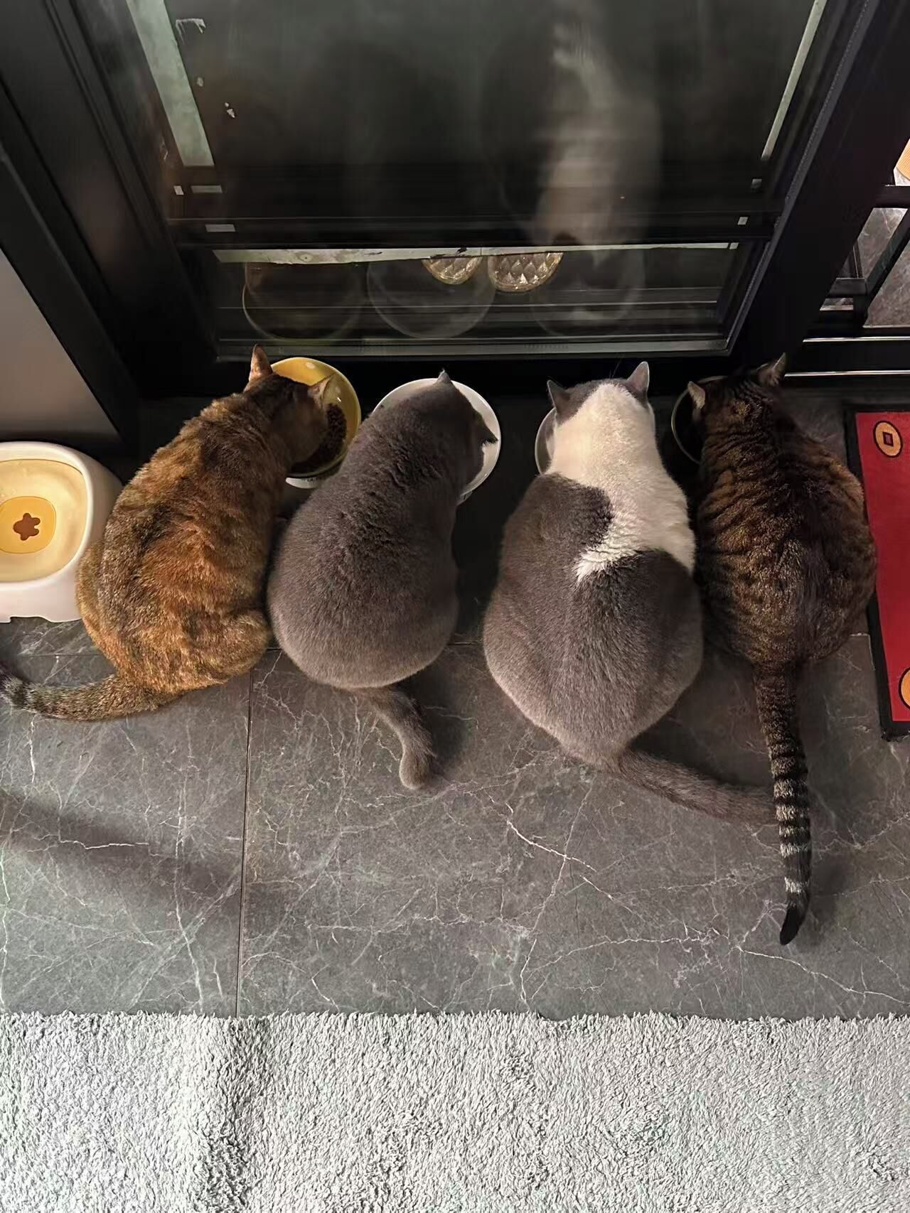Four cats sitting on a tiled floor, facing a glass door with a cat food bowl on the left.
