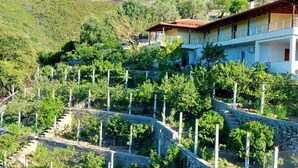 Un vignoble en pente, avec des rangées de vignes et un bâtiment doté d’un balcon.
