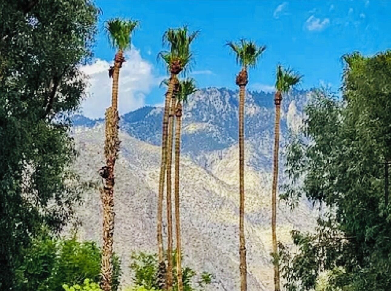 A mountain landscape with tall palm trees in the foreground.
