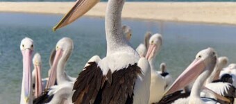 This beautiful home is only a short 5-minute walk to the beach, pier, pub.