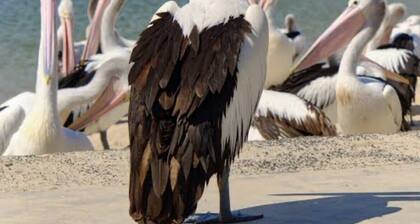 This beautiful home is only a short 5-minute walk to the beach, pier, pub.