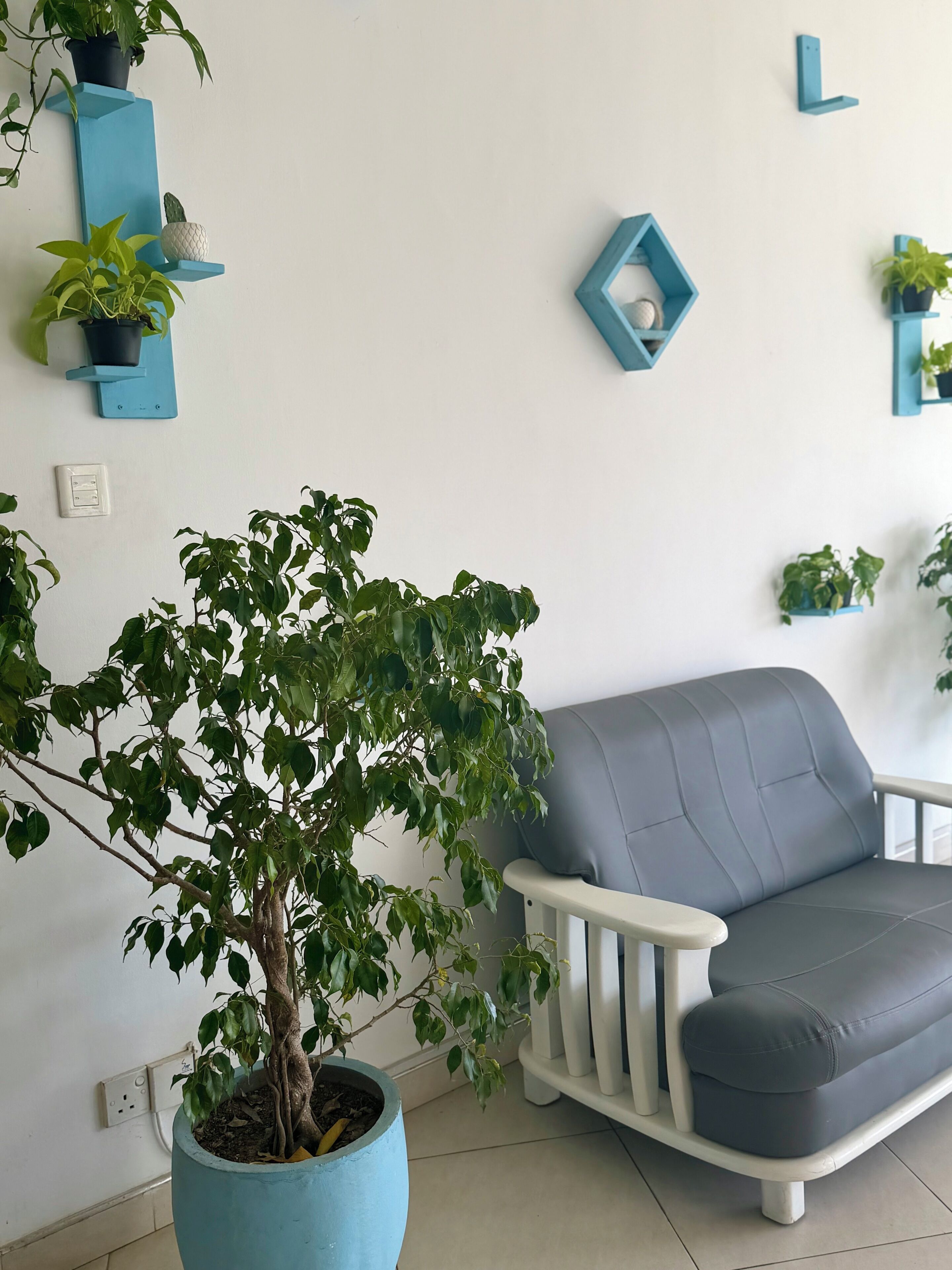 En stue med en grå sofa, et stort stueplant og flere vægmonterede hylder med planter.