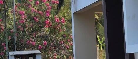 Habitación individual básica, vistas a la colina | Terraza o patio