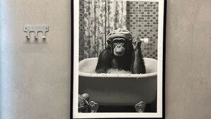 A framed black and white photograph of a chimpanzee in a bathtub.