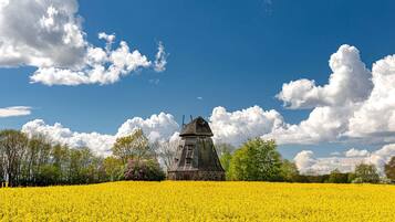 A historic building in a field of yellow flowers under a blue sky with clouds.