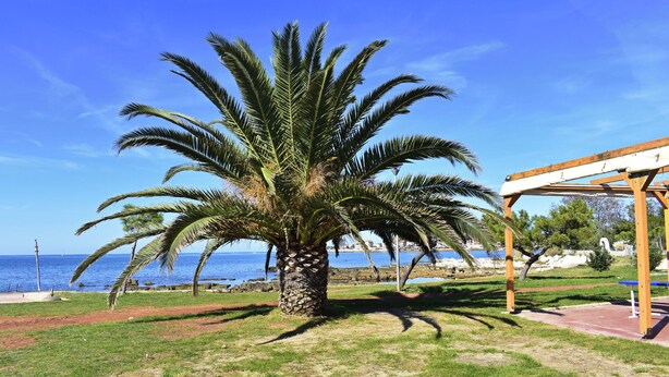 A palm tree in a park with a wooden pergola and a view of the sea.