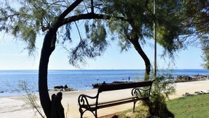 A bench under a tree by a beach with the ocean in the background.