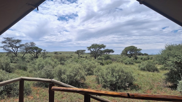 A view from inside a structure with a wooden railing, looking out at a savannah landscape with scattered trees and a cloudy sky. - Mattanu Private Game Reserve (Dikgatlong)