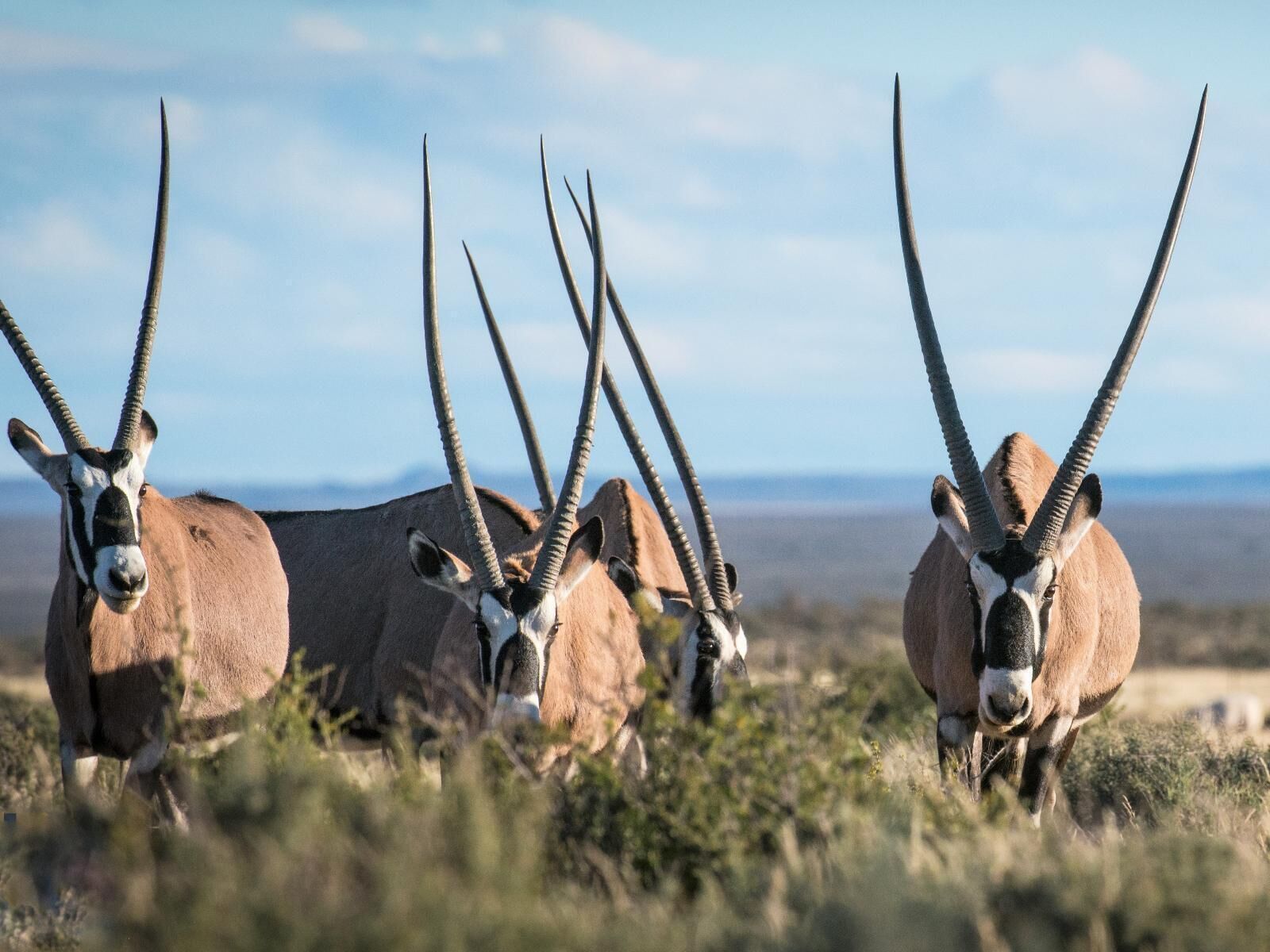 Safari
