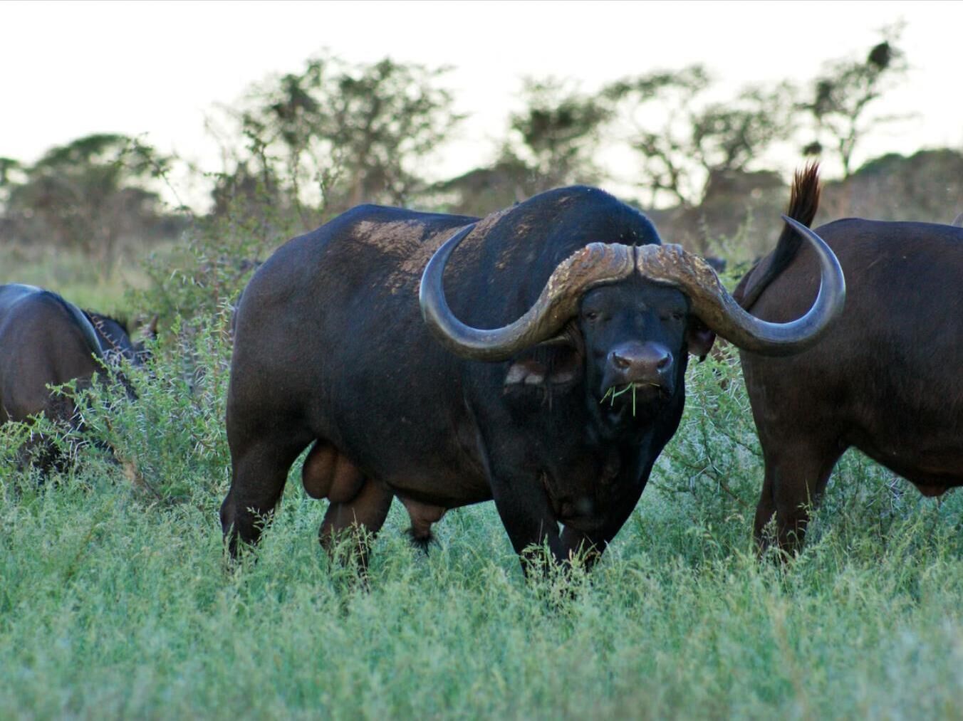 A large black buffalo with prominent horns in a grassy field.