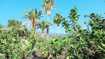 Vil·la familiar, bany privat, vistes a l'oceà | Jardí