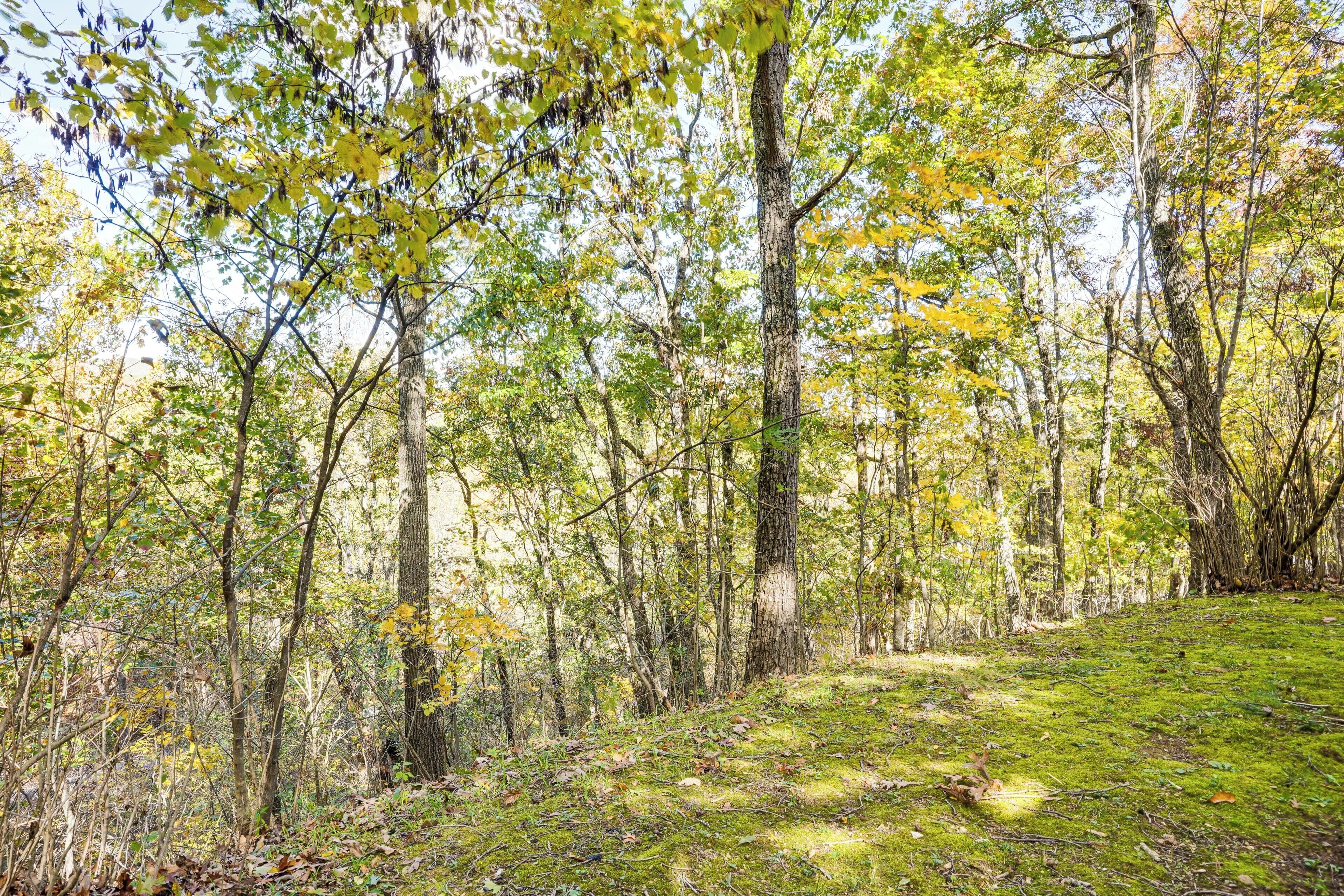 A forested area with a grassy path.