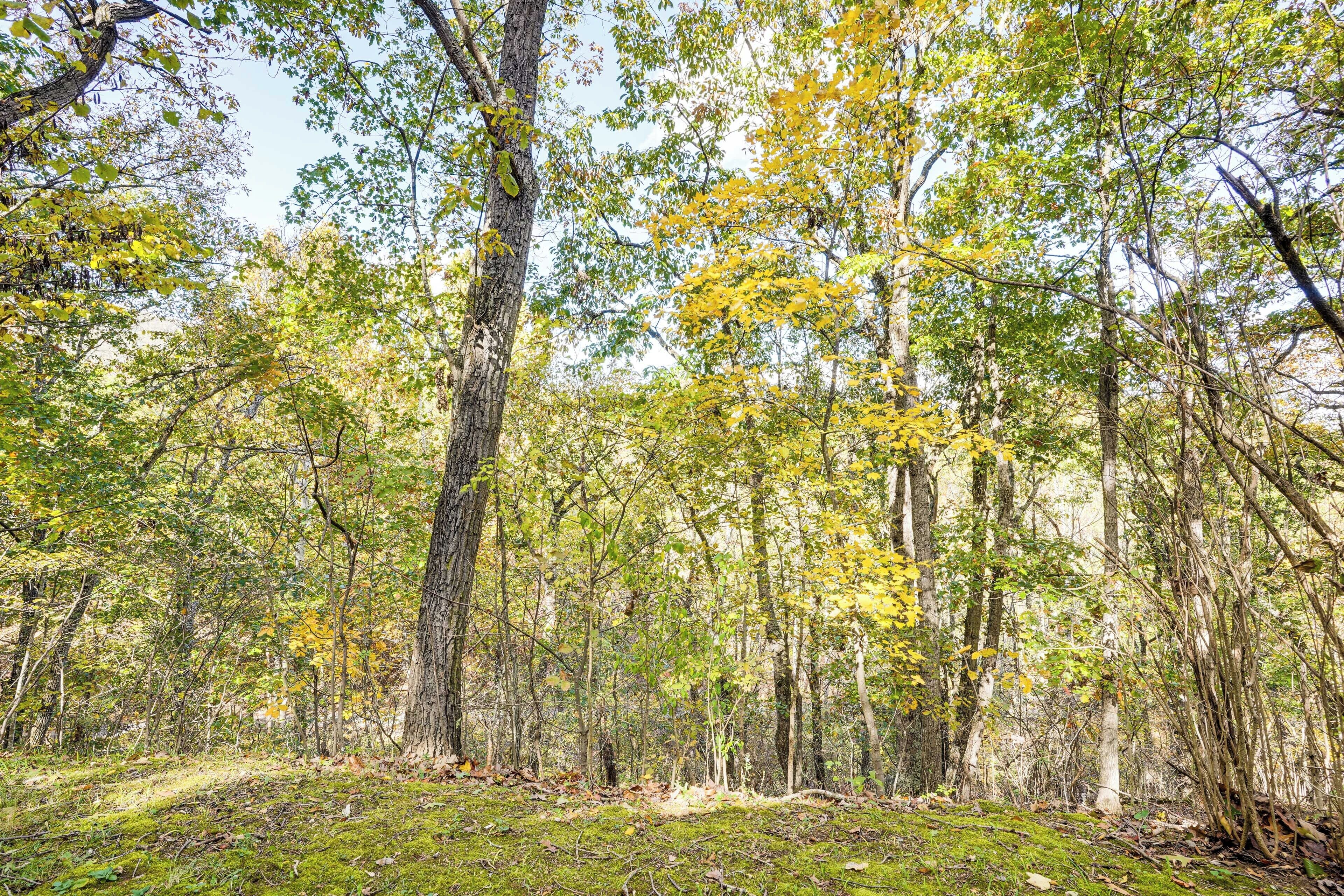 A dense forest with tall trees and a ground covered in green moss.