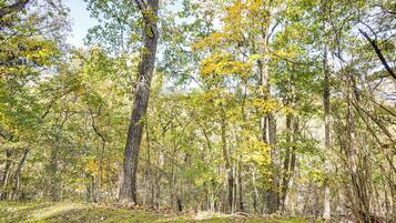 Un bosc dens amb arbres alts i el terra cobert de molsa verda.