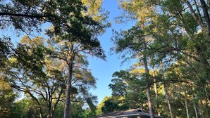 A cabin with a porch and a satellite dish in a wooded area. - Blue Sky StiltsHouse in a Secluded Forest. (Ocala)