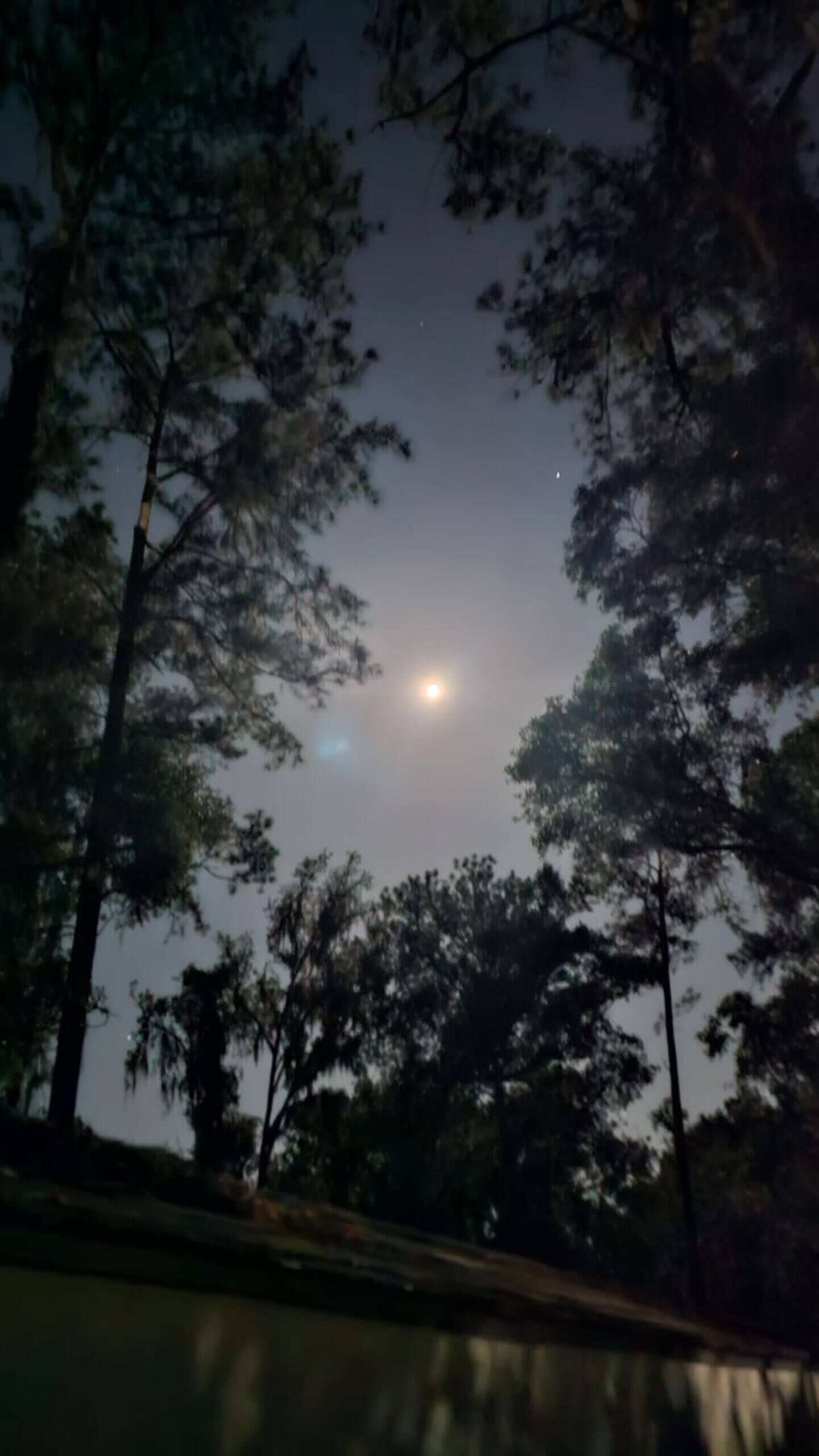 A night scene with a full moon visible through trees.