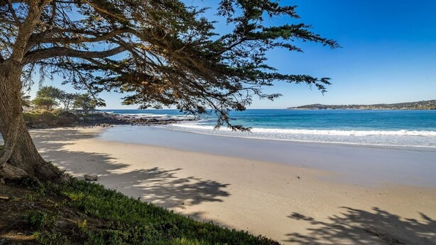 A beach with a large tree and ocean view. - 3972 DolceVita ~Beautiful Remodel, Walk Everywhere (Carmel)