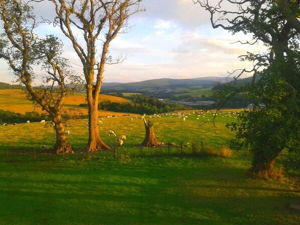 A rural landscape with grazing sheep, trees, and rolling hills in the background. - Fabulous Open Views Over Dufftown (Keith)